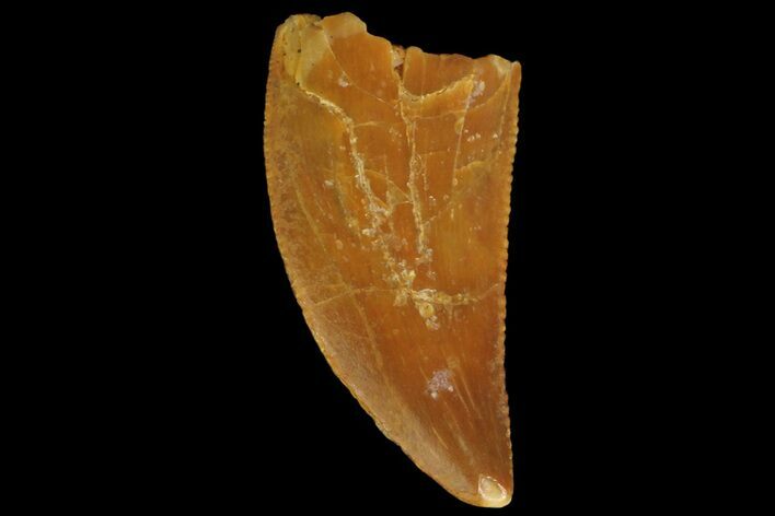 Serrated, Raptor Tooth - Real Dinosaur Tooth #176163